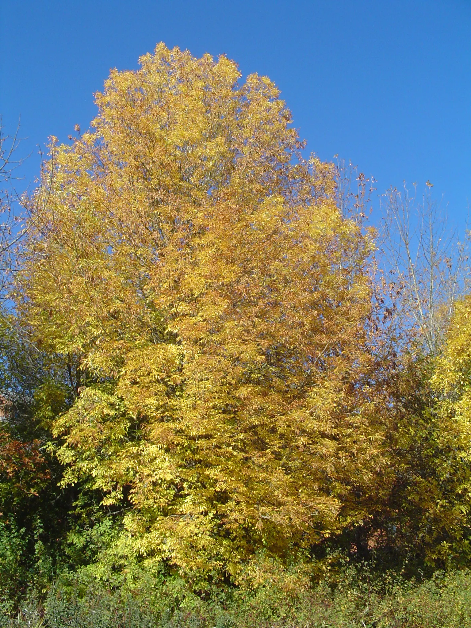 Oregon Ash (Fraxinus Latifolia) — is a deciduous tree native to the Pacific Northwest; including pruning to maintain structure and prevent potential disease