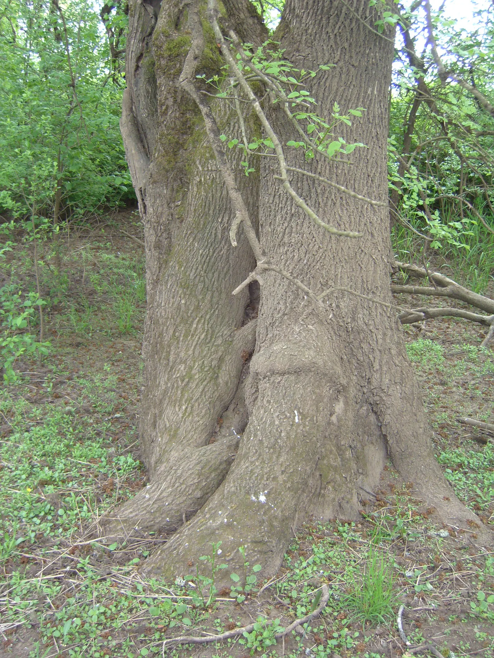 Oregon Ash (Fraxinus Latifolia) — the Oregon Ash is ideal for both residential and public spaces