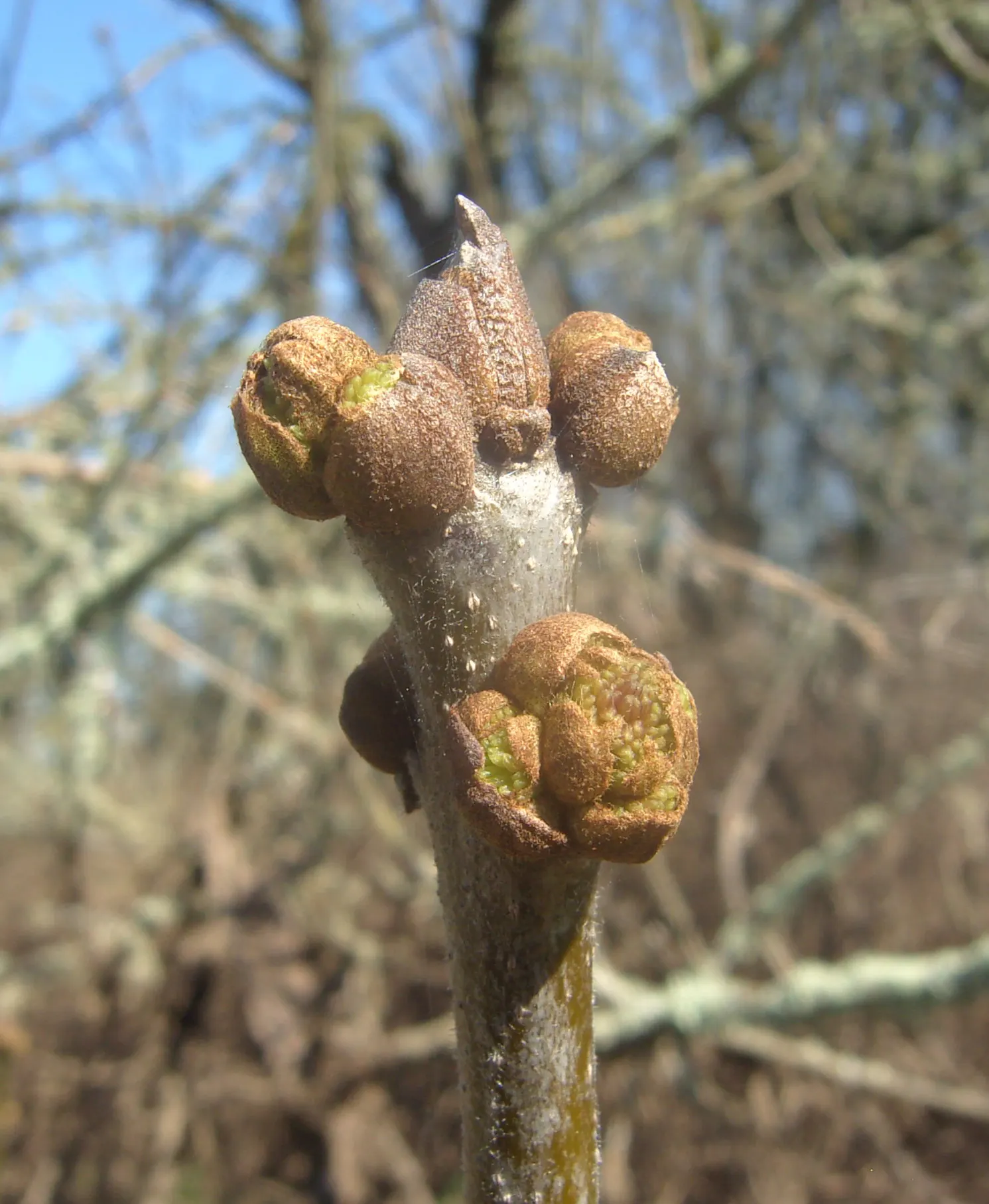 Oregon Ash (Fraxinus Latifolia) — With proper care, Fraxinus latifolia will be a resilient and attractive centerpiece in any garden setting