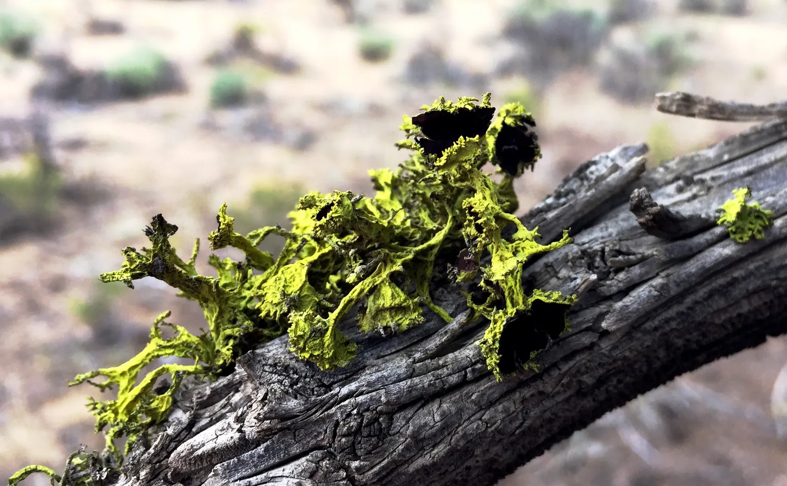 Oregon Ash (Fraxinus Latifolia) — including pruning to maintain structure and prevent potential disease