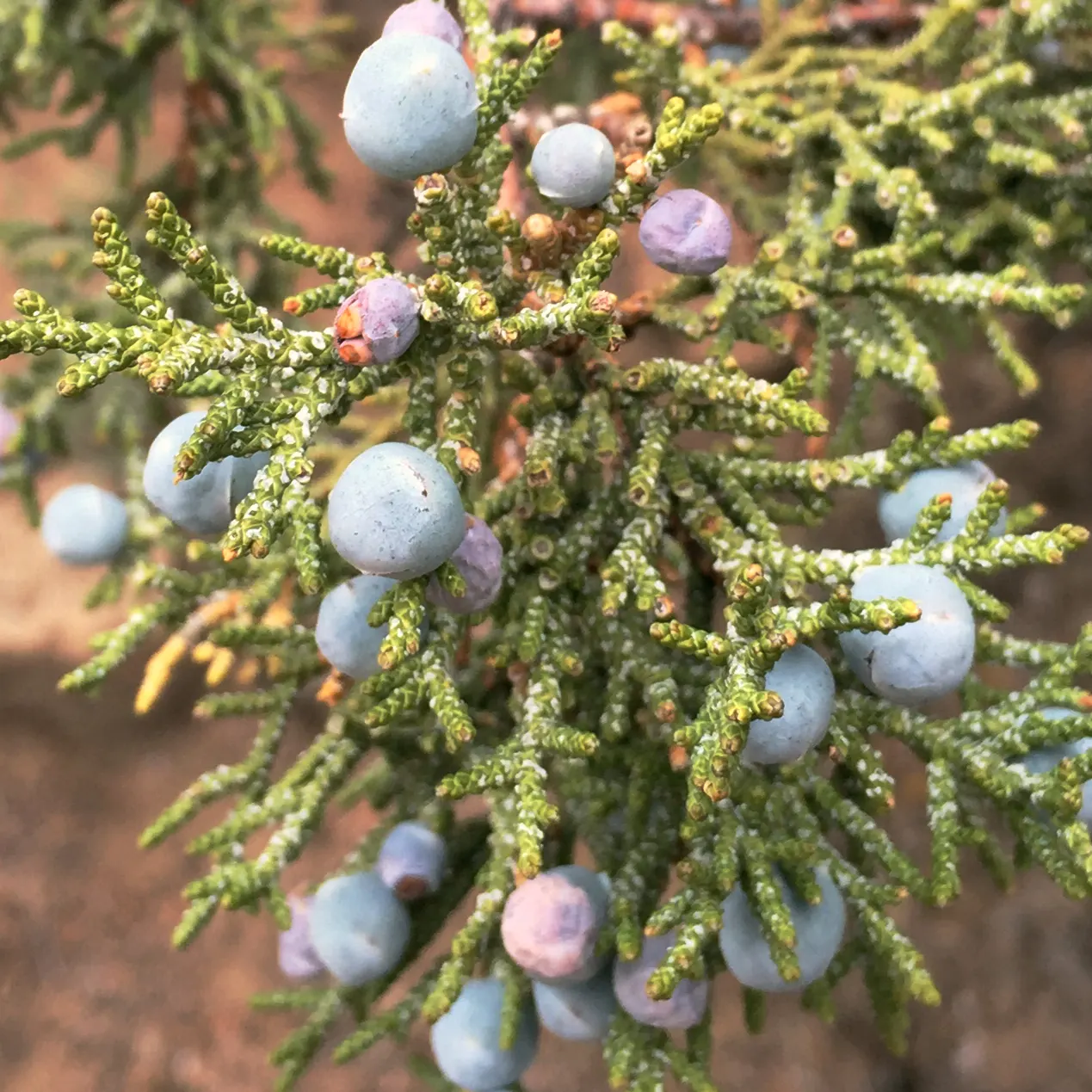 Oregon Ash (Fraxinus Latifolia) — Hardy in USDA zones 5-9, it requires minimal maintenance once established