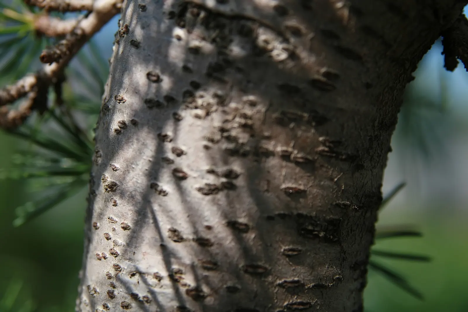 Weeping Cedar Of Lebanon (Cedrus Libani 'Pendula') — thrives in full sun and well-drained soil; zones 6-9; minimal maintenance required