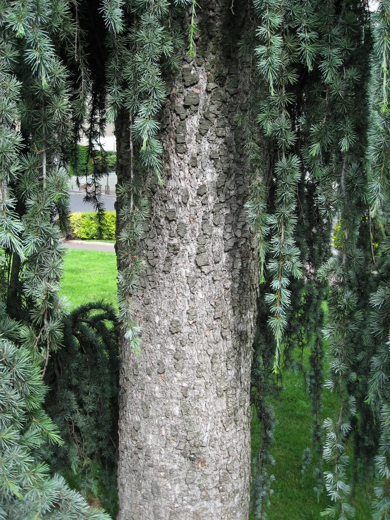 Weeping Cedar Of Lebanon (Cedrus Libani 'Pendula') — Expected to reach a mature height of 10 to 15 feet with a similar spread