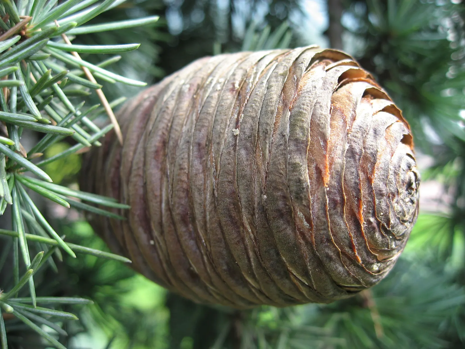 Weeping Cedar Of Lebanon (Cedrus Libani 'Pendula') — The Weeping Cedar of Lebanon (Cedrus libani 'Pendula') is a striking