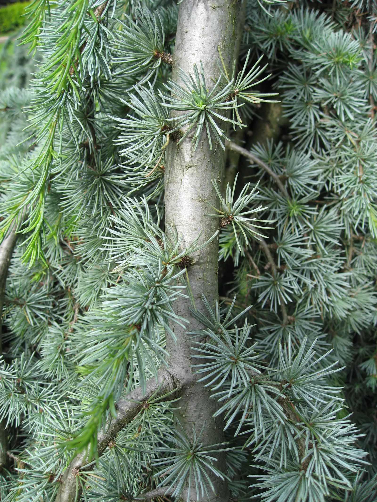 Weeping Cedar Of Lebanon (Cedrus Libani 'Pendula') — makes a striking focal point in any landscape design