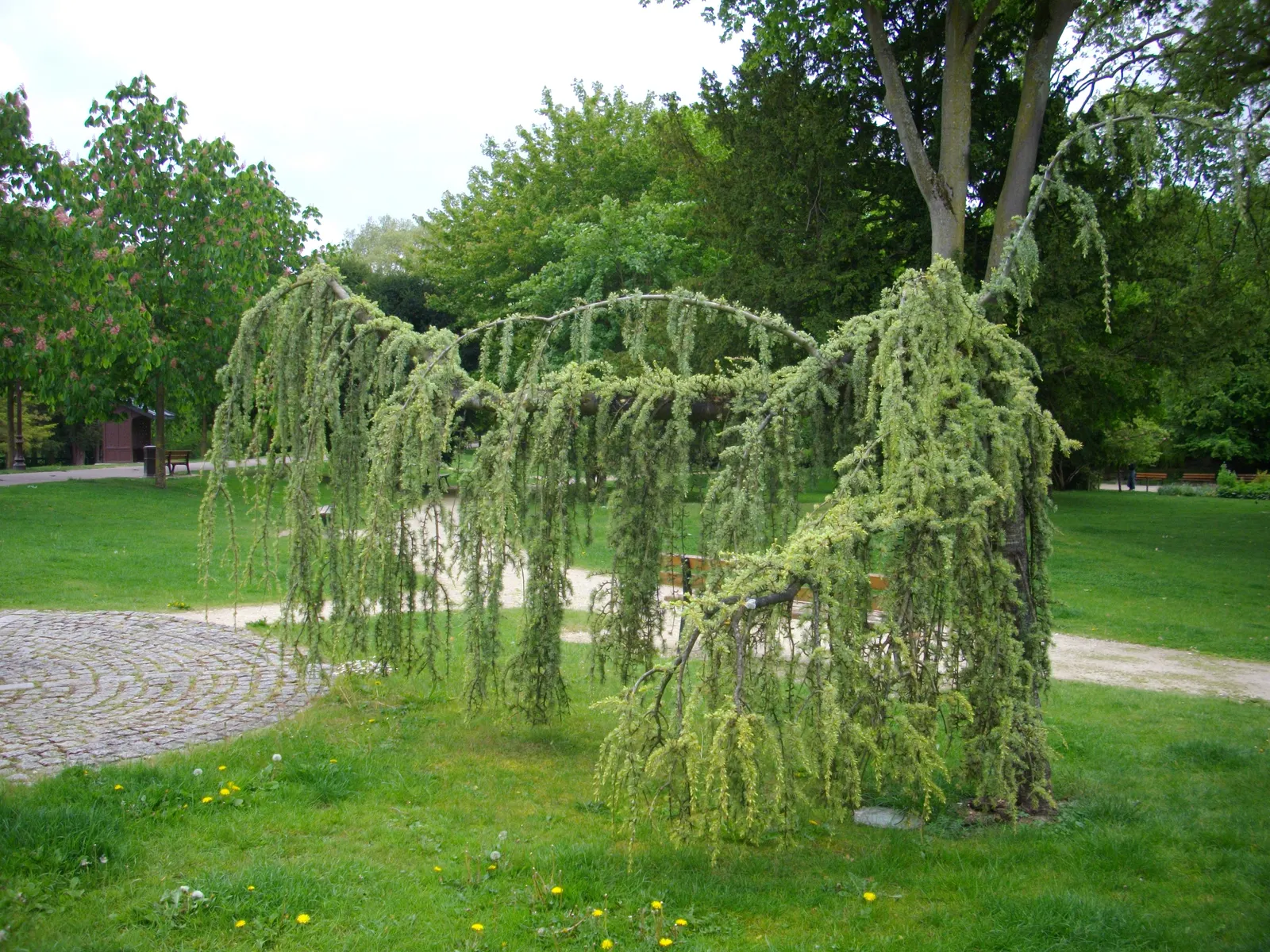 Weeping Cedar Of Lebanon (Cedrus Libani 'Pendula') — evergreen conifer with a unique