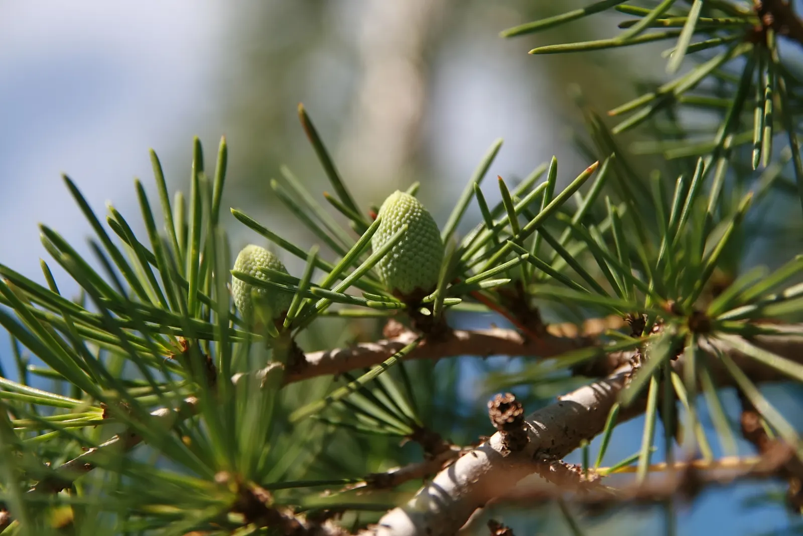 Weeping Cedar Of Lebanon (Cedrus Libani 'Pendula') — Its gracefully drooping branches create a cascading effect, adorned with dark green, needle-like leaves