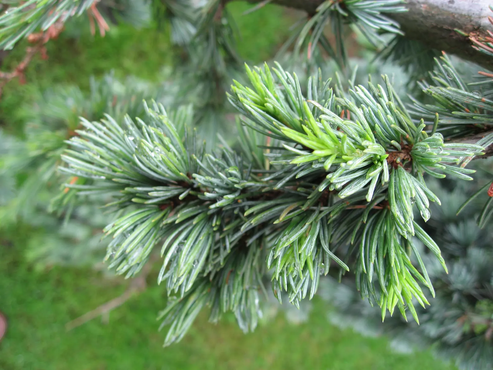 Weeping Cedar Of Lebanon (Cedrus Libani 'Pendula') — prized for its distinctive pendulous branches