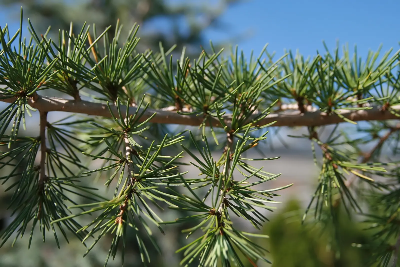 Weeping Cedar Of Lebanon (Cedrus Libani 'Pendula') — This slow-growing specimen reaches up to 10 feet in height and spreads up to 15 feet