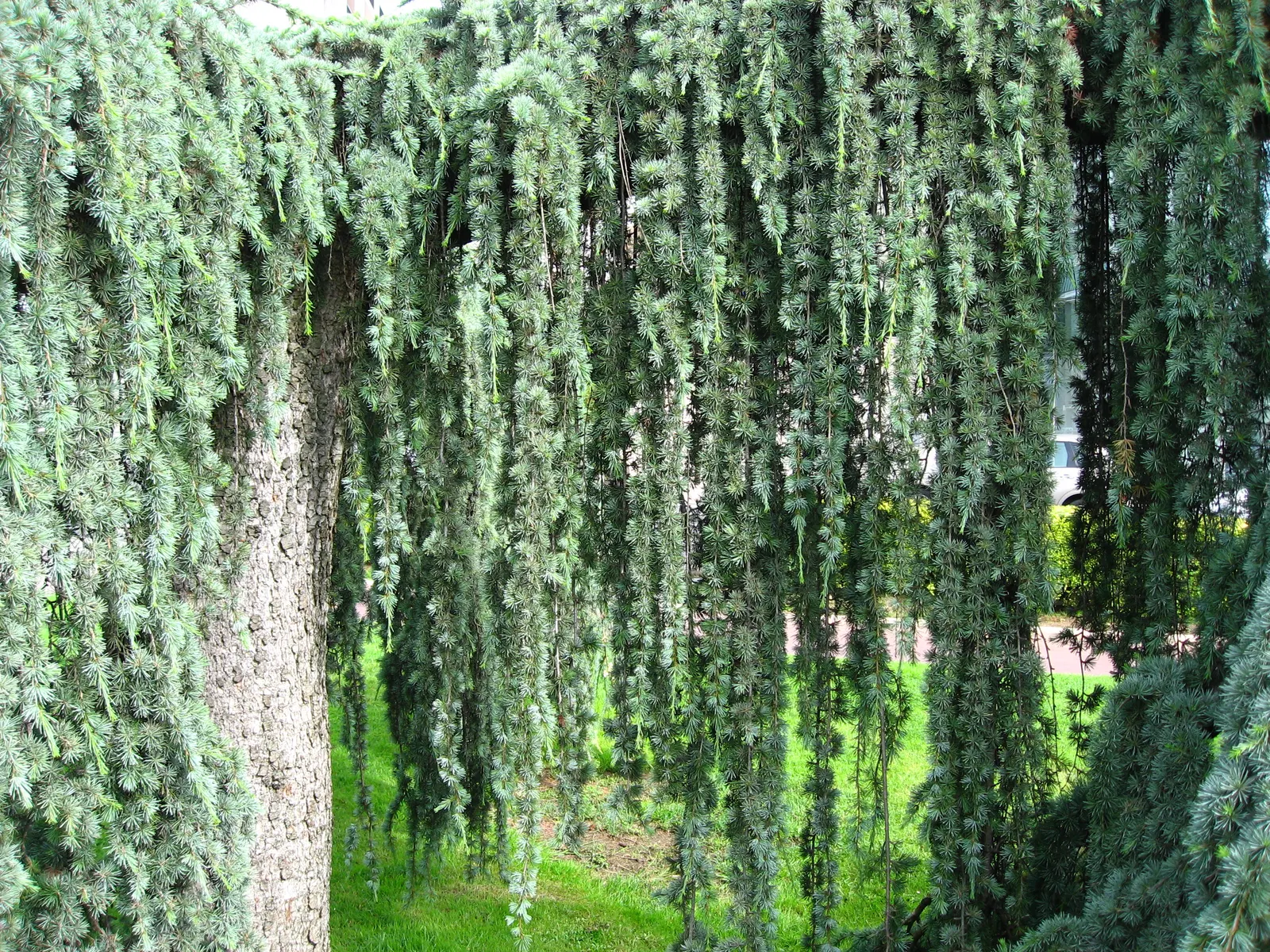 Weeping Cedar Of Lebanon (Cedrus Libani 'Pendula') — it grows at a slow to moderate rate