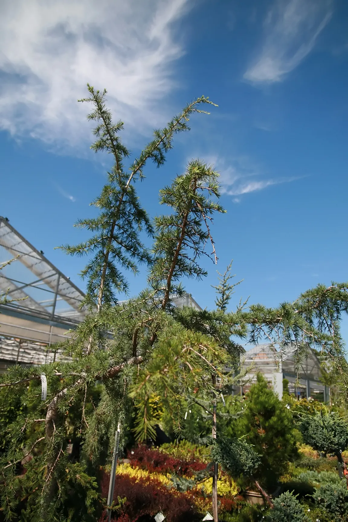 Weeping Cedar Of Lebanon (Cedrus Libani 'Pendula') — dramatic touch to landscapes