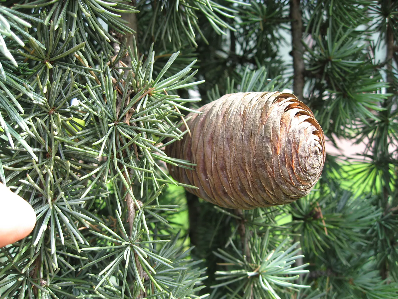 Weeping Cedar Of Lebanon (Cedrus Libani 'Pendula') — adding less than 12 inches per year