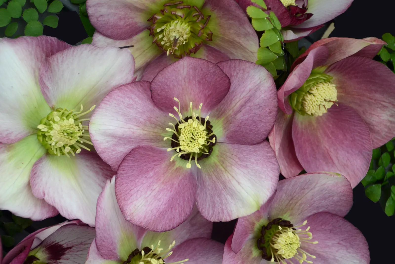 Honeymoon® Paris in Pink (Helleborus hybrid) — The Helleborus 'Paris in Pink' offers a delicate bloom from late winter to early spring