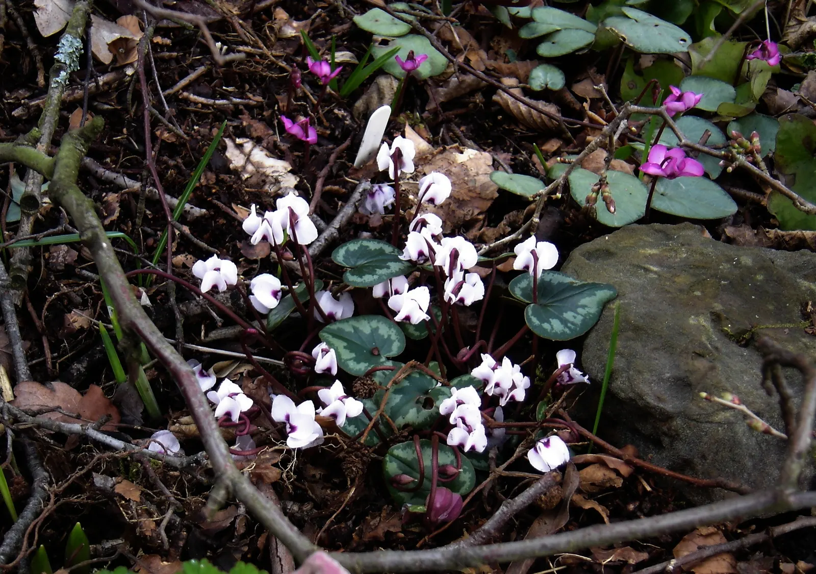 Hardy Cyclamen (Cyclamen Coum) — appearing in late winter to early spring; it boasts vibrant blooms in pink or white, image 50