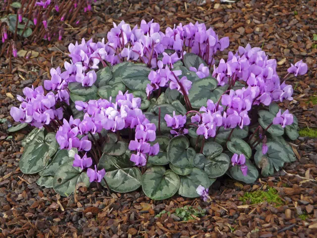 Hardy Cyclamen (Cyclamen Coum) — Plant in clusters for a more dramatic visual impact during blooming season
