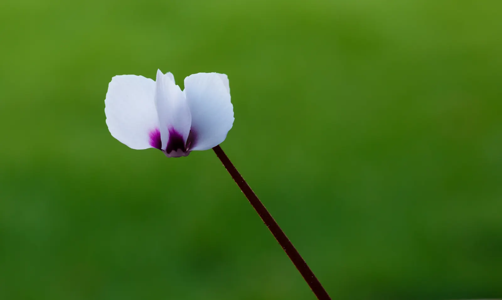 Hardy Cyclamen (Cyclamen Coum) — consider its modest size and seasonal interest