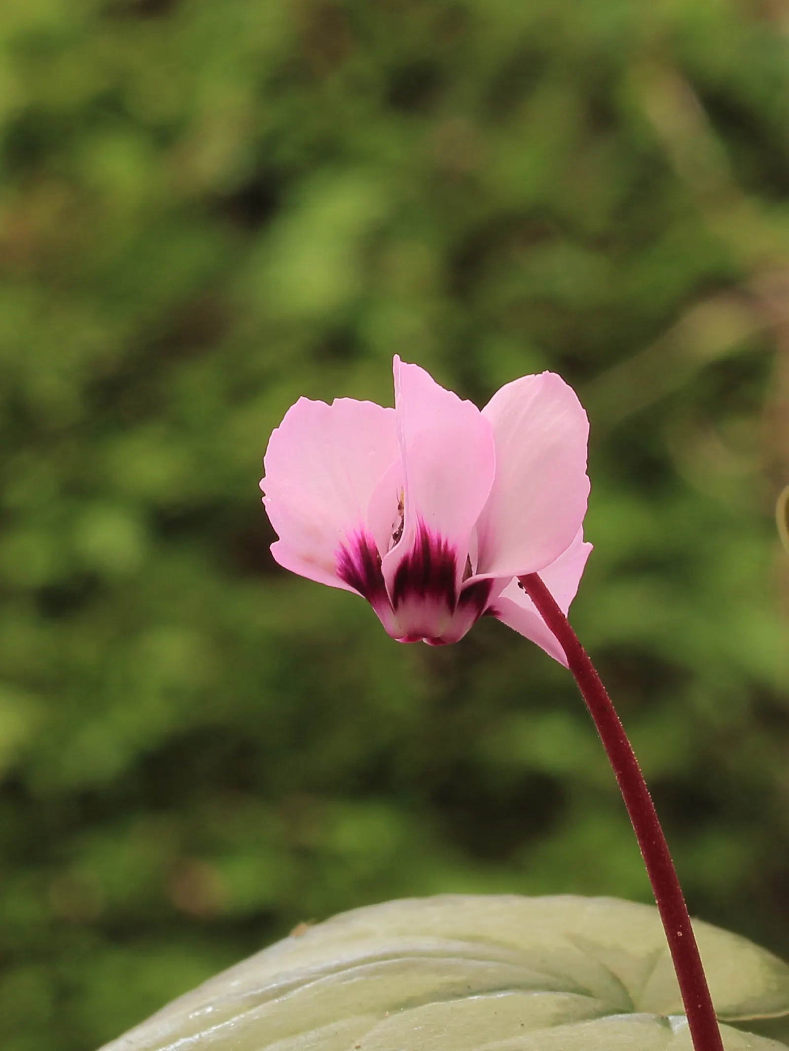Hardy Cyclamen (Cyclamen Coum) — This low-maintenance gem prefers well-drained soil; plant in clusters for a more dramatic visual impact during, image 52