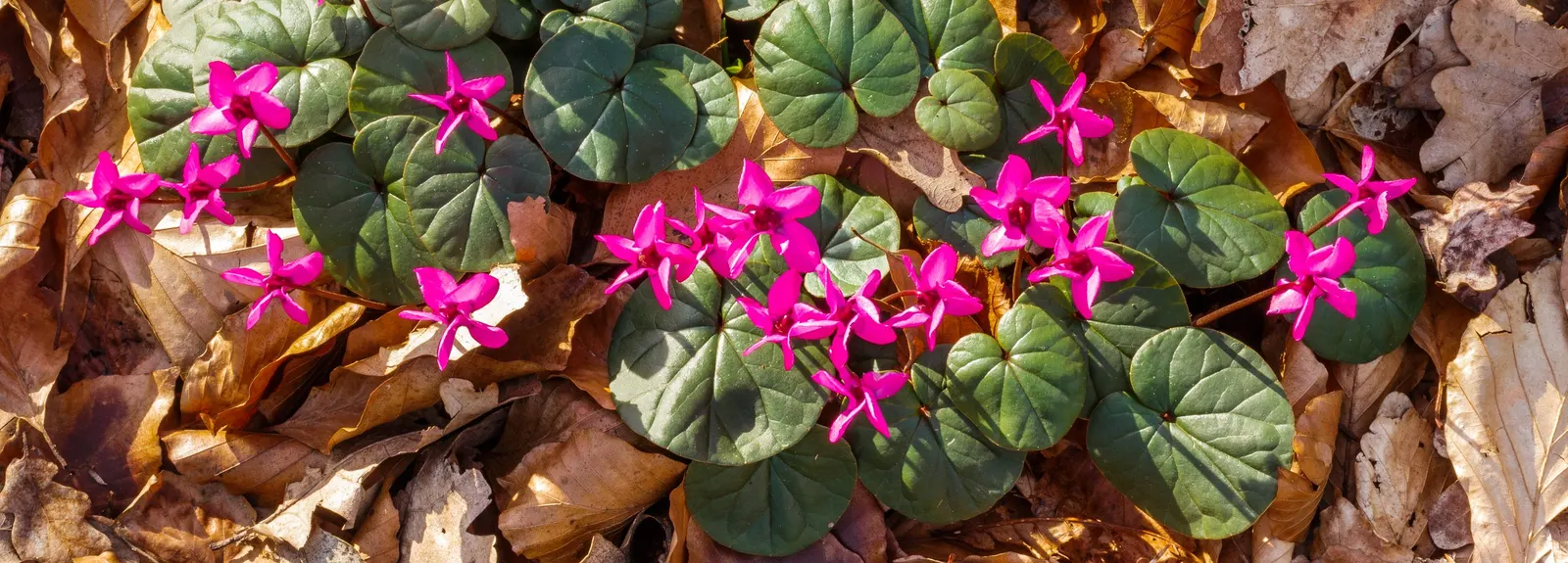 Hardy Cyclamen (Cyclamen Coum) — perennial with pink blooms; it makes an exceptional choice for rock gardens, woodland settings, and shaded borders, image 68