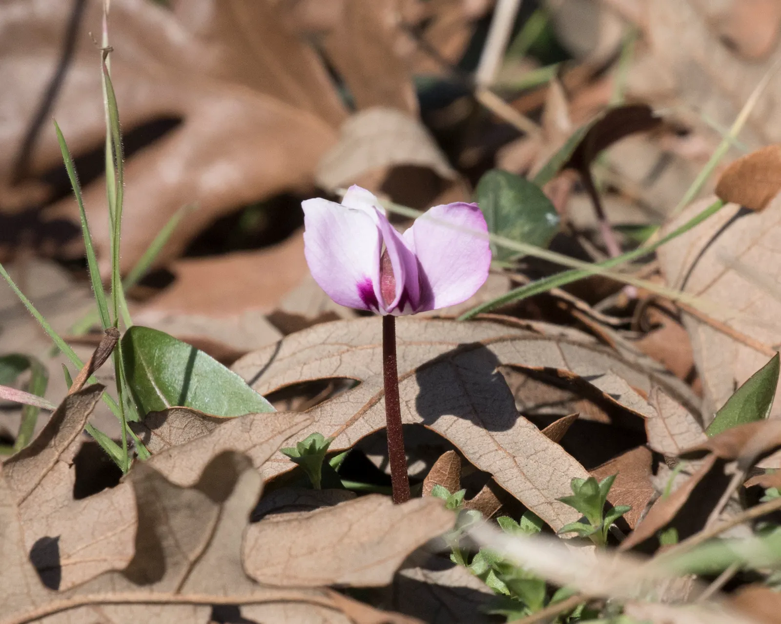 Hardy Cyclamen (Cyclamen Coum) — appearing in late winter to early spring; it boasts vibrant blooms in pink or white, image 73