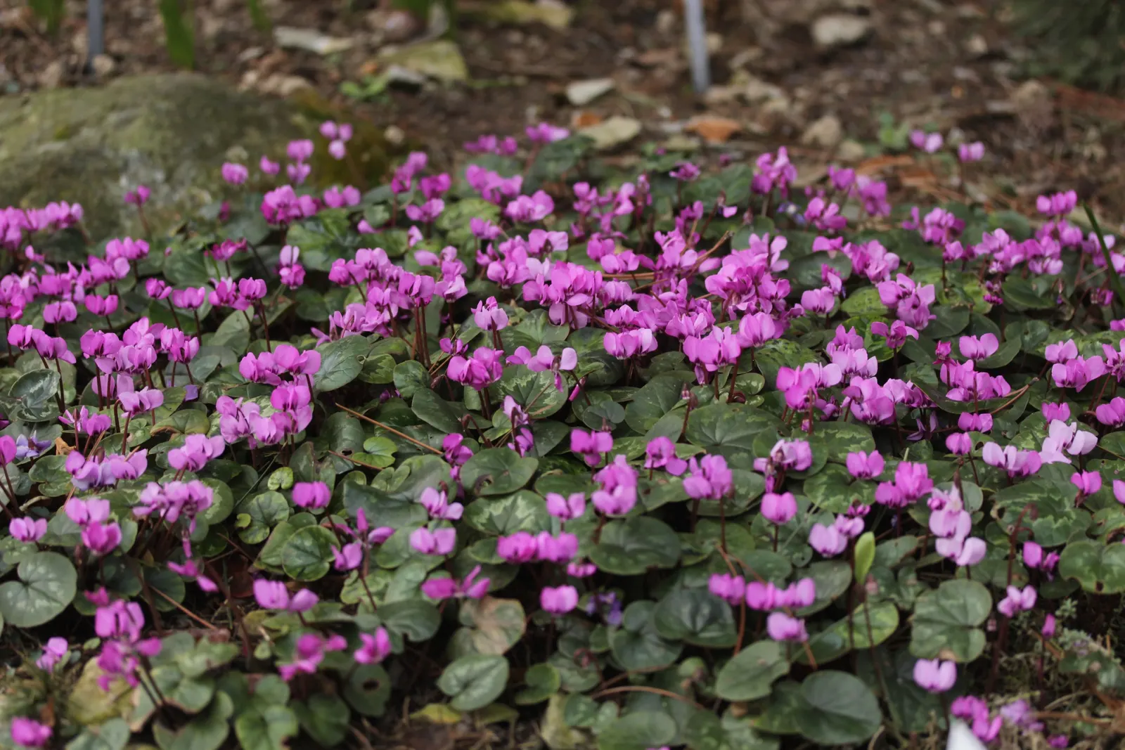 Hardy Cyclamen (Cyclamen Coum) — Clients will appreciate the low-maintenance nature of Cyclamen coum; scientifically named Cyclamen coum