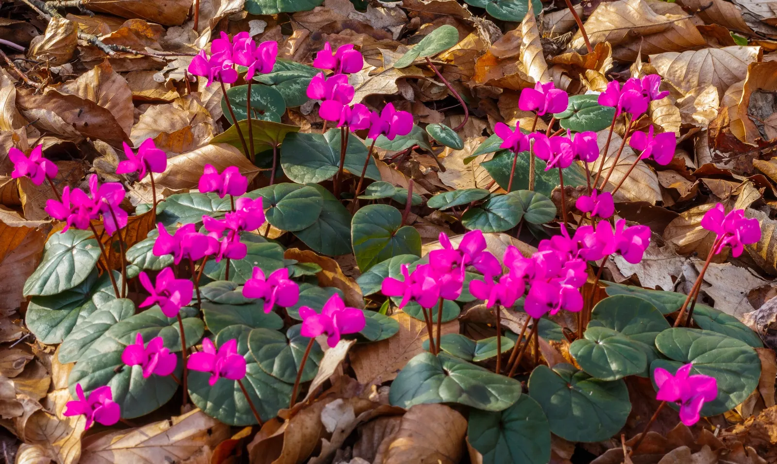 Hardy Cyclamen (Cyclamen Coum) — Ideal for shaded areas, it reaches a modest height of 3-6 inches and spreads up to 6 inches; is a perennial gem, image 74