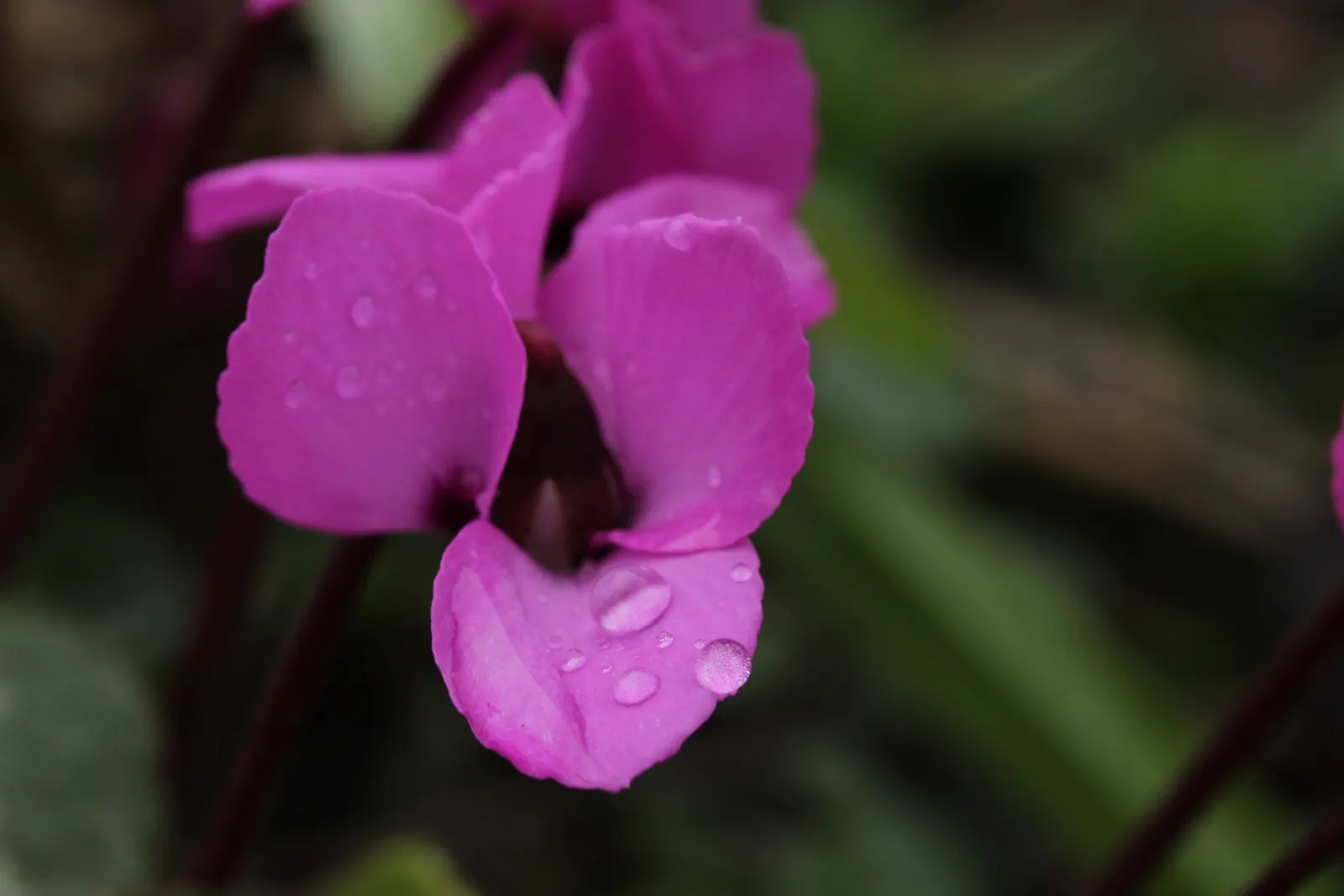 Hardy Cyclamen (Cyclamen Coum) — adding a splash of color to rock gardens and woodland borders; perennial for deep shade or shade