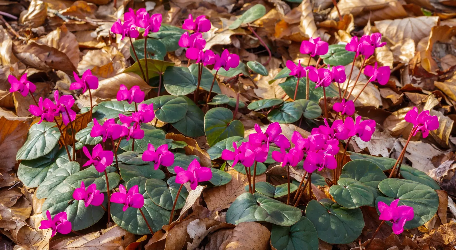 Hardy Cyclamen (Cyclamen Coum) — Optimal placement would be under deciduous trees; with a striking leaf pattern