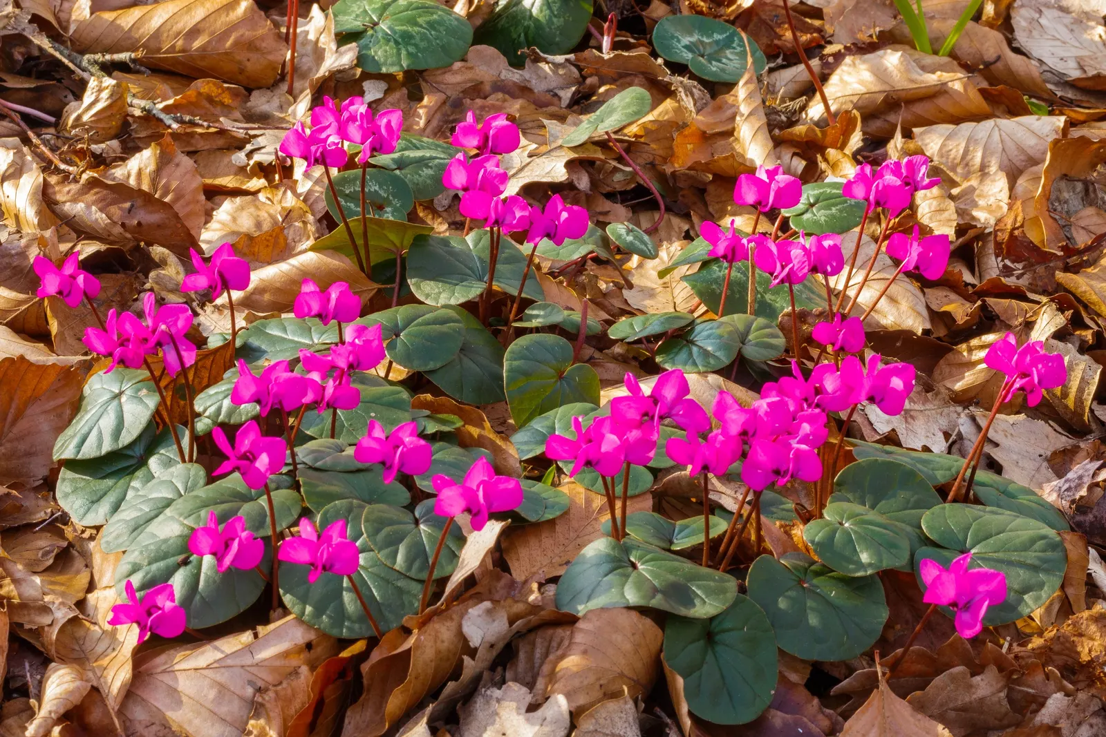 Hardy Cyclamen (Cyclamen Coum) — Clients will appreciate the low-maintenance nature of Cyclamen coum; scientifically named Cyclamen coum, image 64