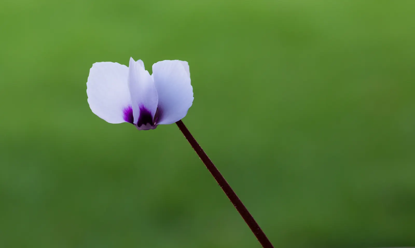 Hardy Cyclamen (Cyclamen Coum) — which ranges from late winter into early spring