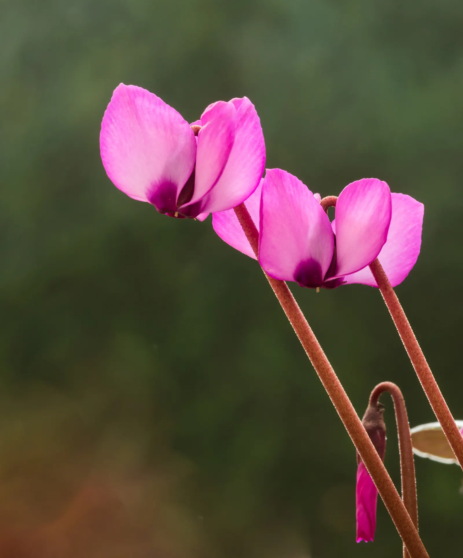 Hardy Cyclamen (Cyclamen Coum) — Optimal placement would be under deciduous trees; with a striking leaf pattern, image 60