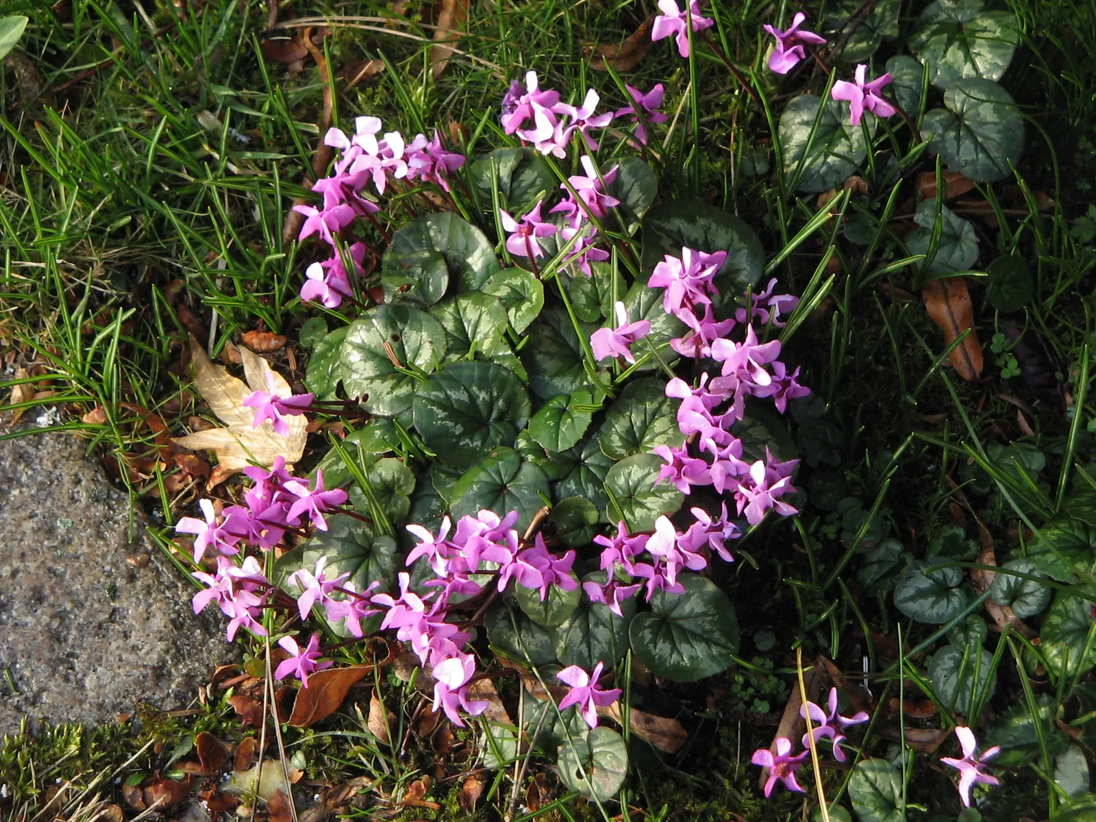 Hardy Cyclamen (Cyclamen Coum) — each blossom forming an elegant, image 58