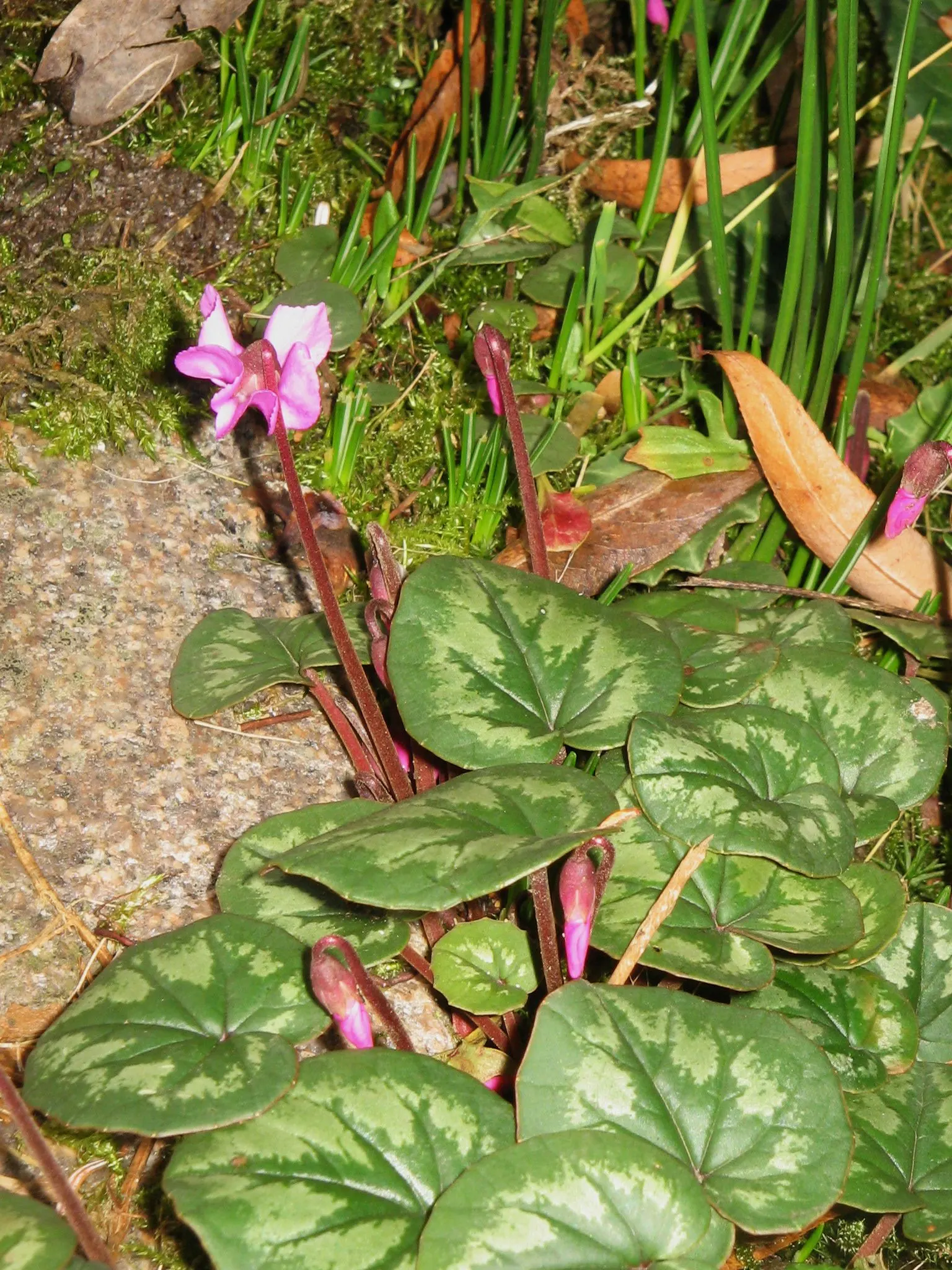 Hardy Cyclamen (Cyclamen Coum) — each blossom forming an elegant, image 81
