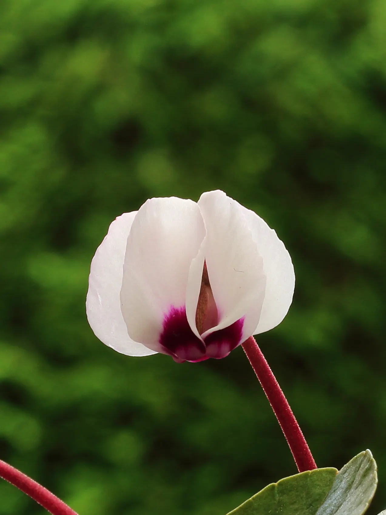 Hardy Cyclamen (Cyclamen Coum) — as it requires minimal care once established; consider its modest size and seasonal interest, image 65