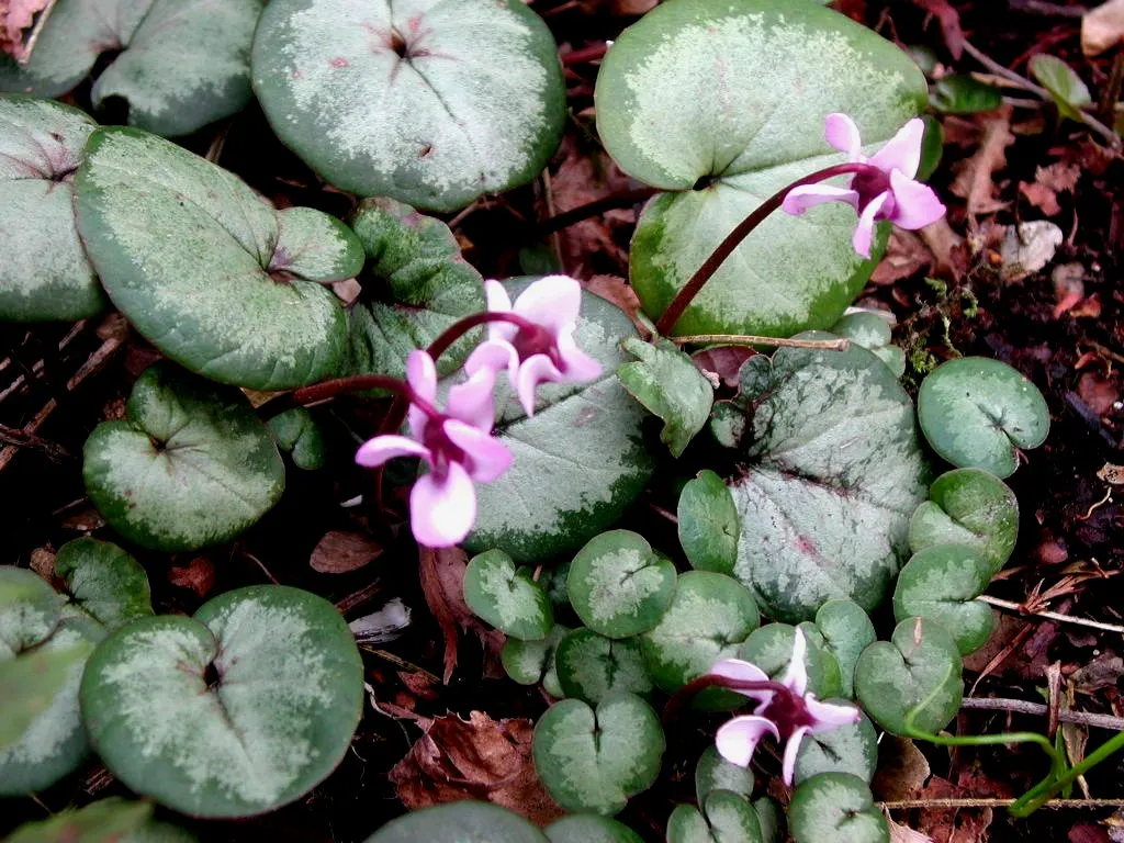 Hardy Cyclamen (Cyclamen Coum) — Clients will appreciate the low-maintenance nature of Cyclamen coum