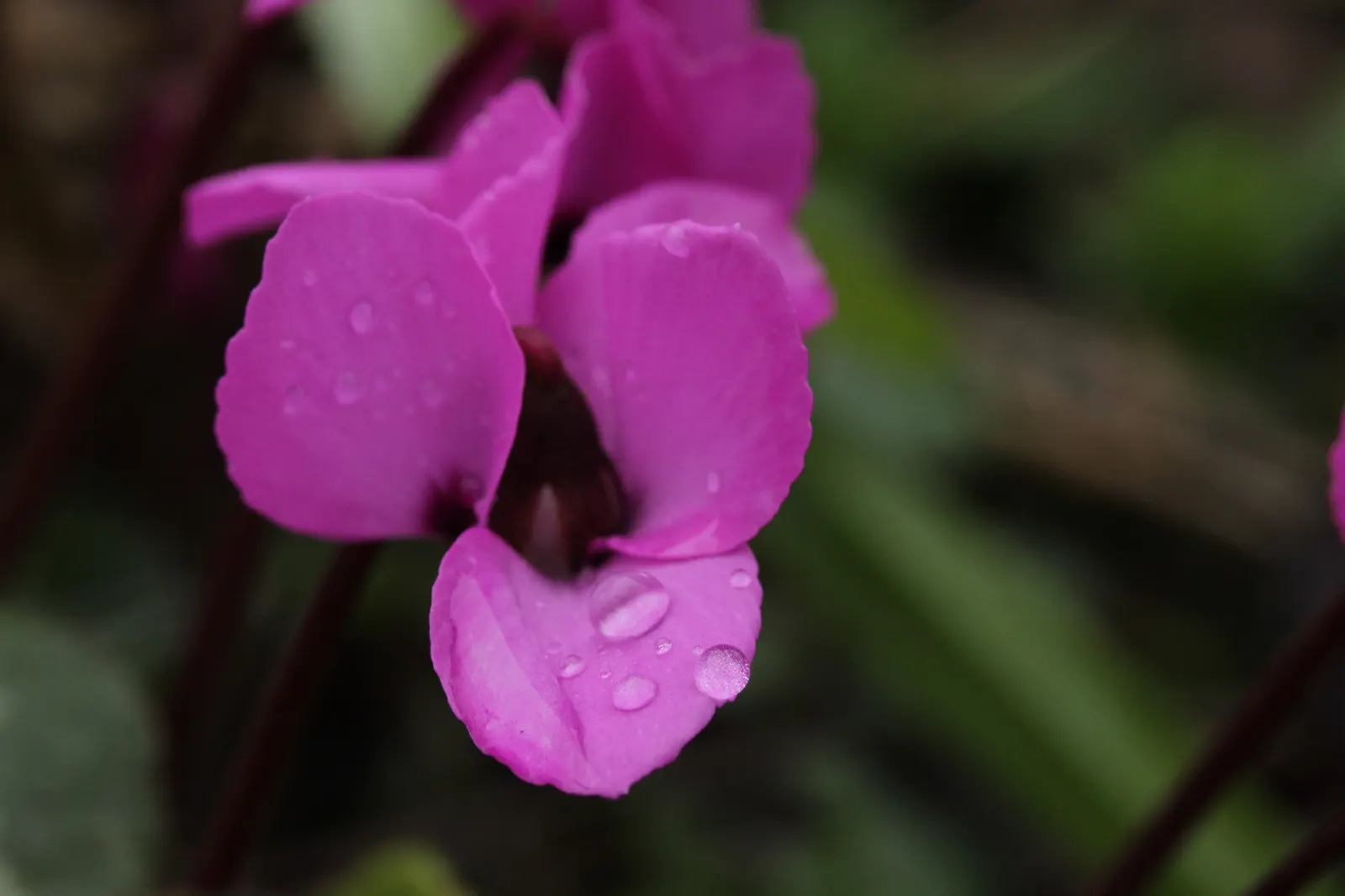 Hardy Cyclamen (Cyclamen Coum) — each blossom forming an elegant, image 35