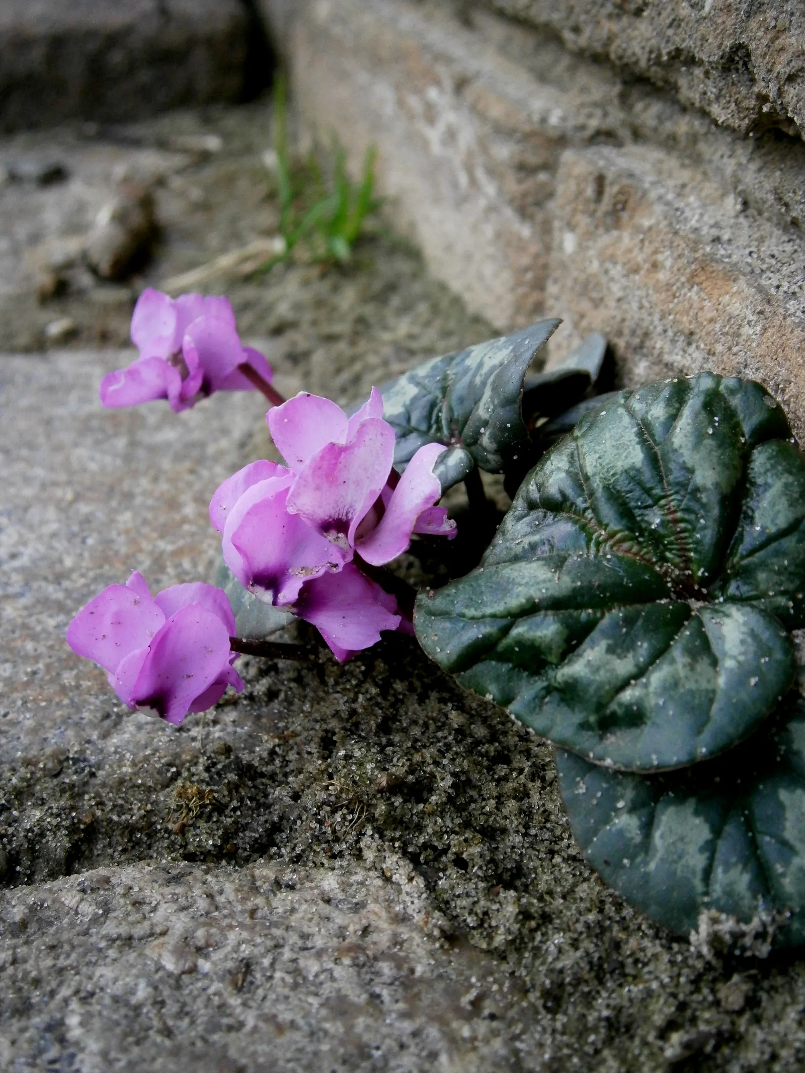 Hardy Cyclamen (Cyclamen Coum) — perennial for deep shade or shade