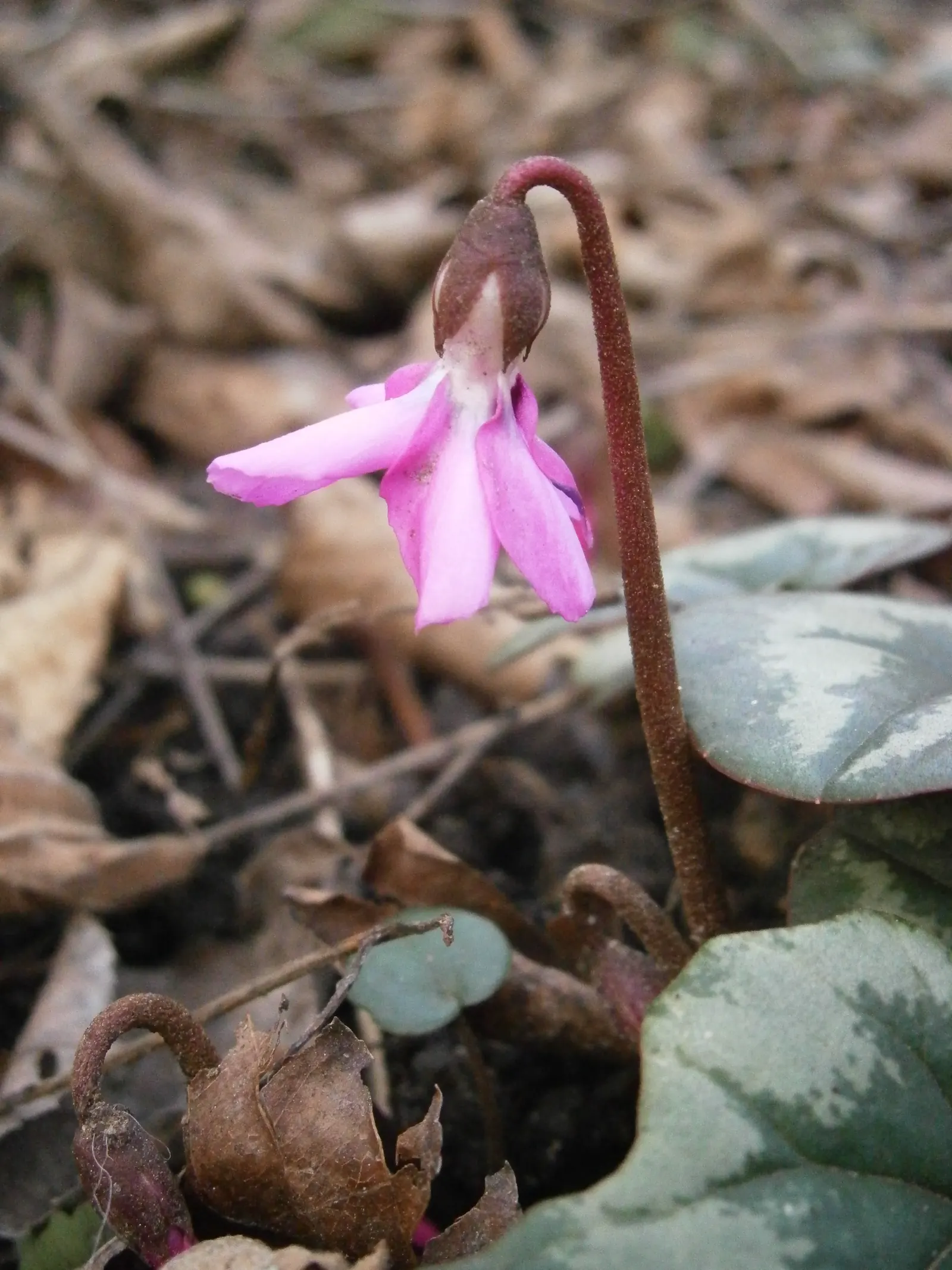 Hardy Cyclamen (Cyclamen Coum) — the blooms manifest a range of hues from white to deep magenta