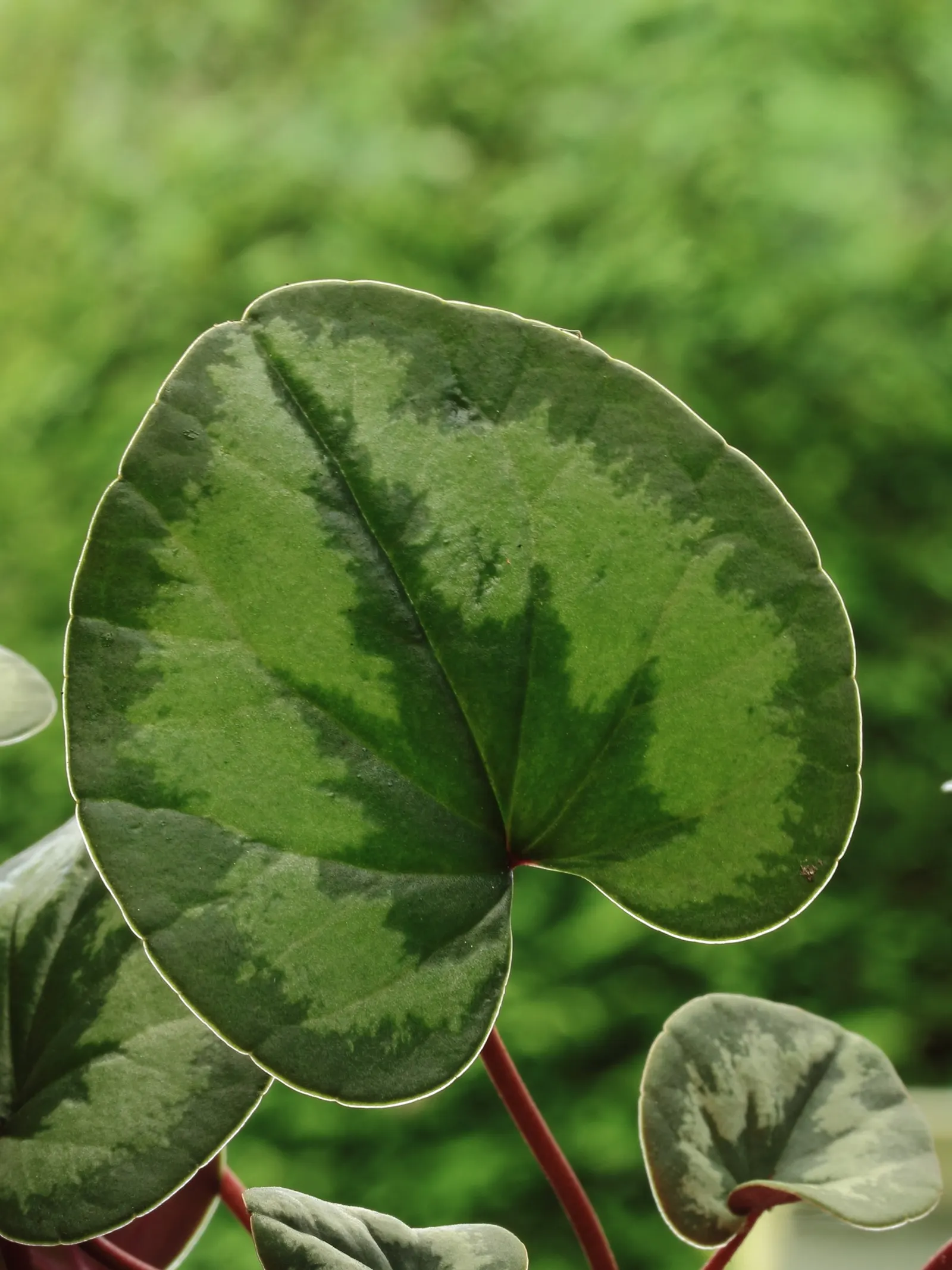 Hardy Cyclamen (Cyclamen Coum) — appearing in late winter to early spring