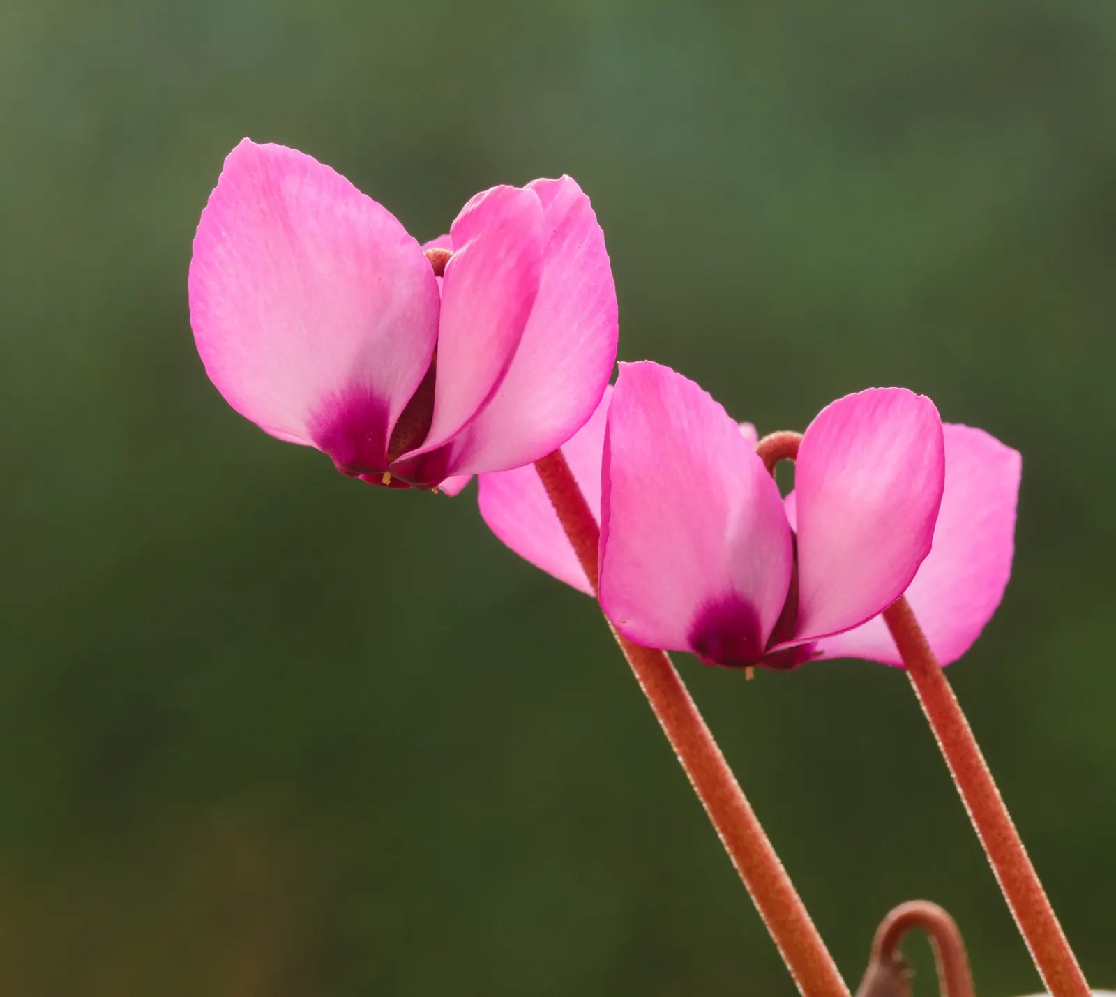 Hardy Cyclamen (Cyclamen Coum) — Ideal for shaded areas, it reaches a modest height of 3-6 inches and spreads up to 6 inches; is a perennial gem, image 51