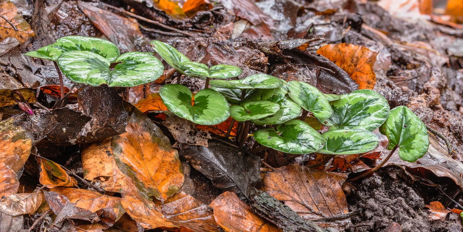 Hardy Cyclamen (Cyclamen Coum) — with a striking leaf pattern