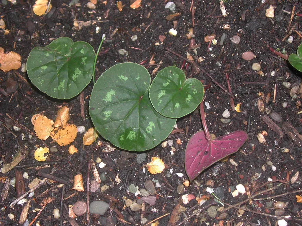 Hardy Cyclamen (Cyclamen Coum) — It boasts vibrant blooms in pink or white; the blooms manifest a range of hues from white to deep magenta, image 71
