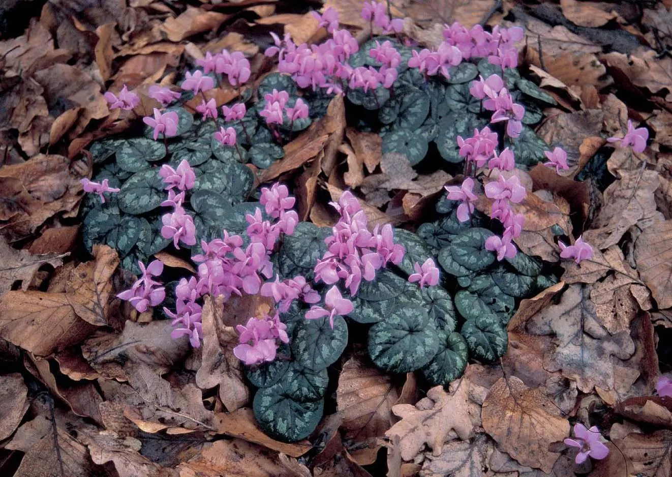 Hardy Cyclamen (Cyclamen Coum) — save for protection from excessive moisture and harsh sunlight; perennial with pink blooms, image 66