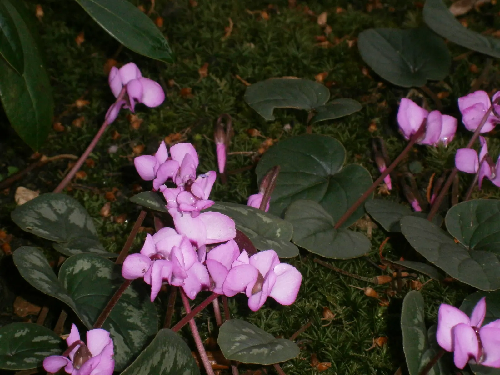 Hardy Cyclamen (Cyclamen Coum) — consider its modest size and seasonal interest; with its heart-shaped leaves that boast unique silver marbling, image 61