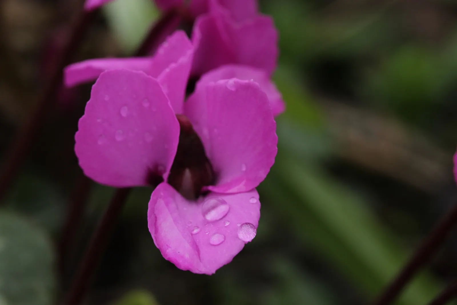 Hardy Cyclamen (Cyclamen Coum) — save for protection from excessive moisture and harsh sunlight; perennial with pink blooms