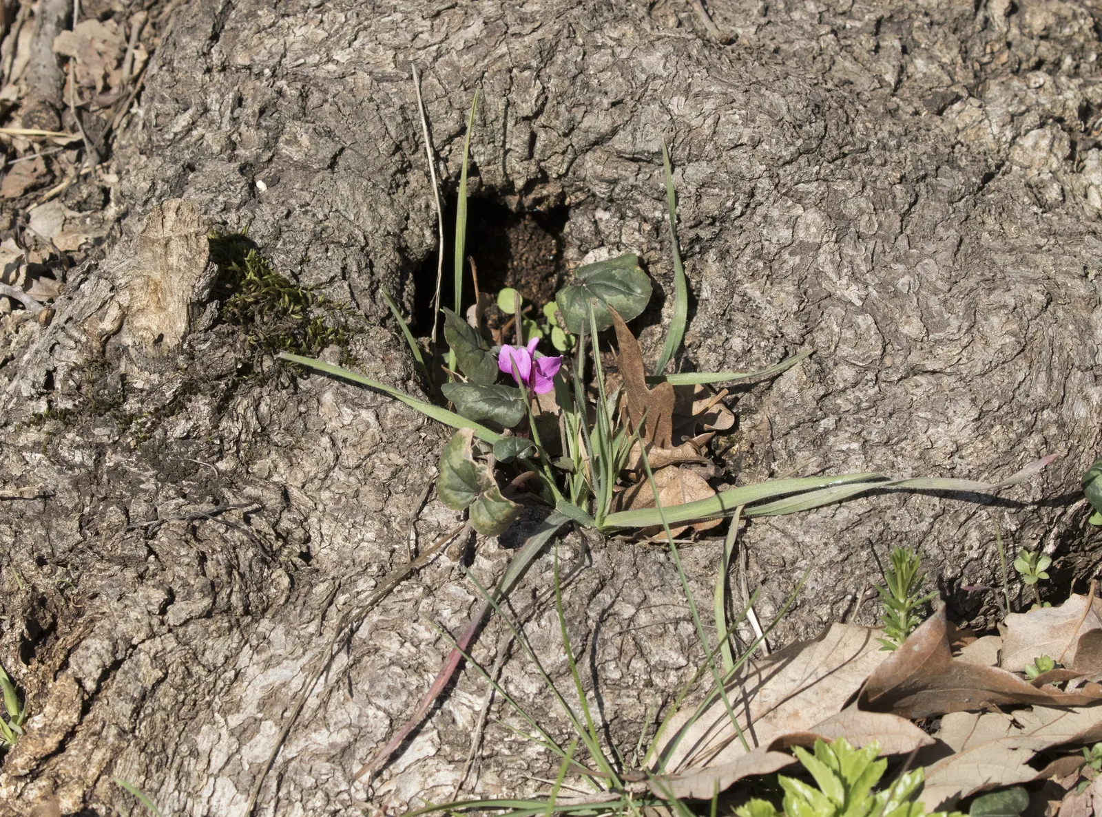 Hardy Cyclamen (Cyclamen Coum) — scientifically named Cyclamen coum; adding a splash of color to rock gardens and woodland borders, image 77