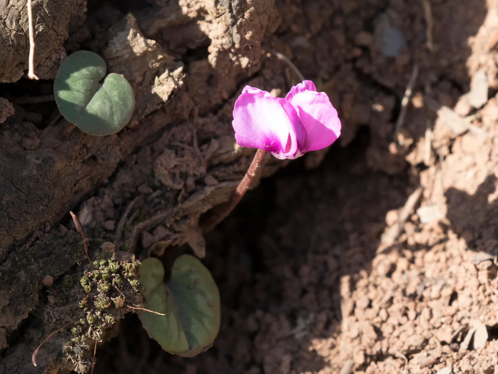 Hardy Cyclamen (Cyclamen Coum) — adding a splash of color to rock gardens and woodland borders