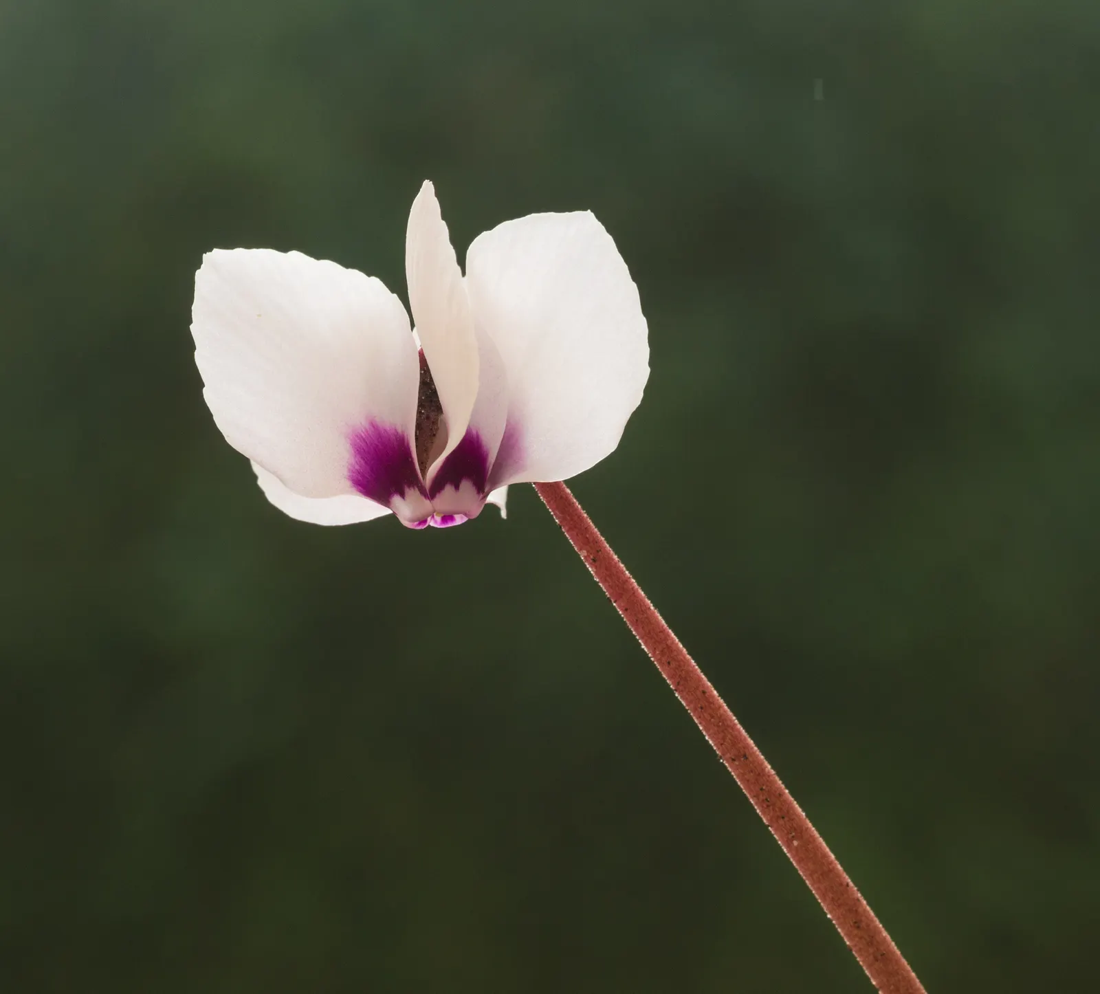 Hardy Cyclamen (Cyclamen Coum) — This low-maintenance gem prefers well-drained soil