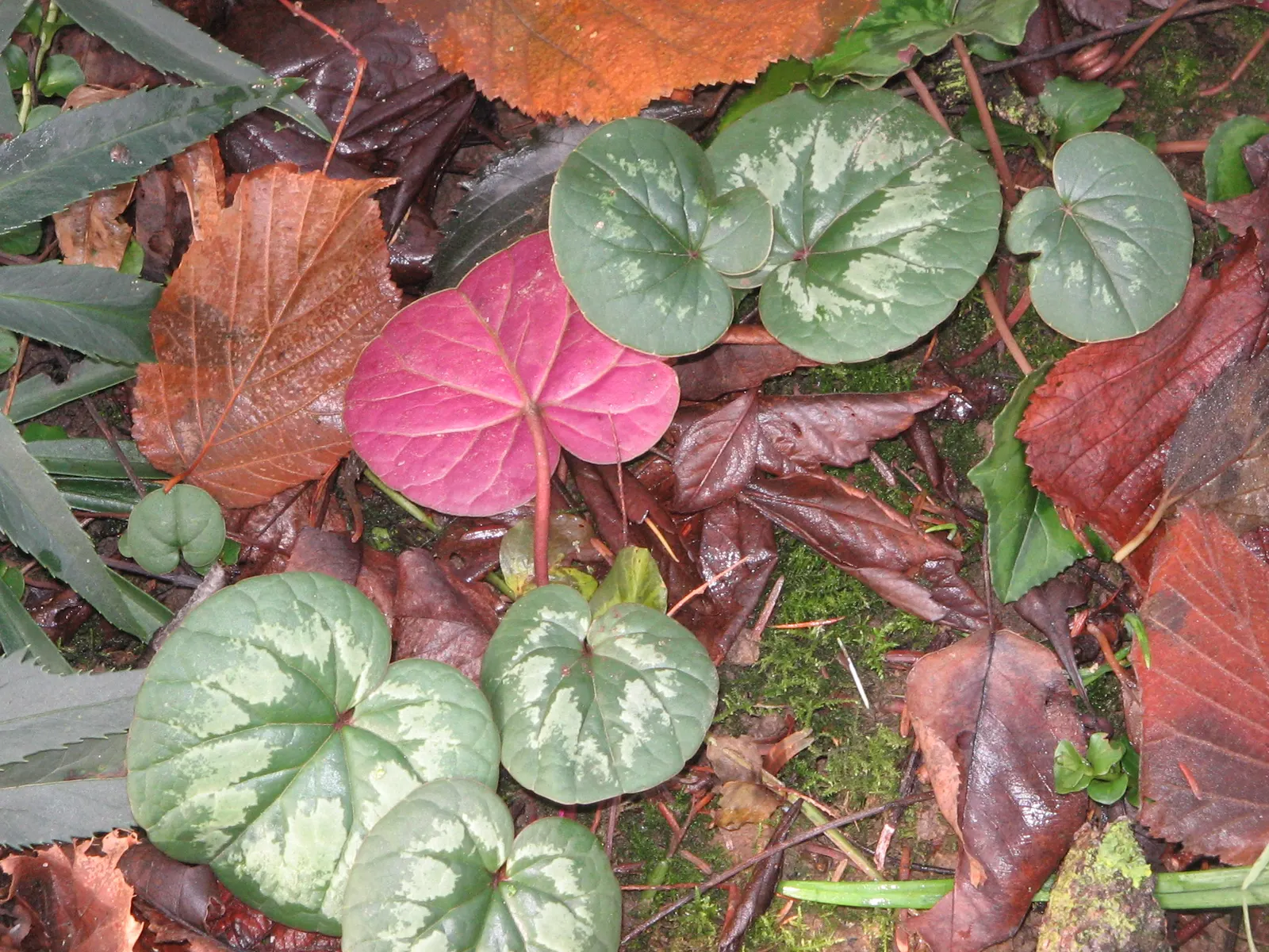Hardy Cyclamen (Cyclamen Coum) — scientifically named Cyclamen coum