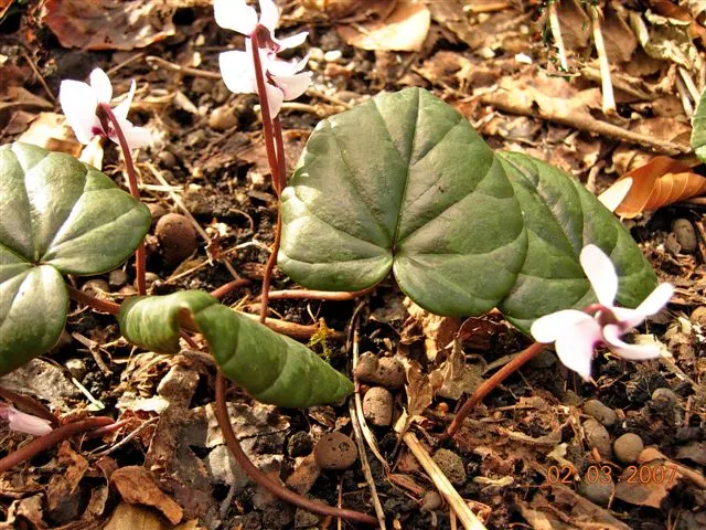 Hardy Cyclamen (Cyclamen Coum) — with its heart-shaped leaves that boast unique silver marbling atop a deep green background; pink flowers in the, image 56
