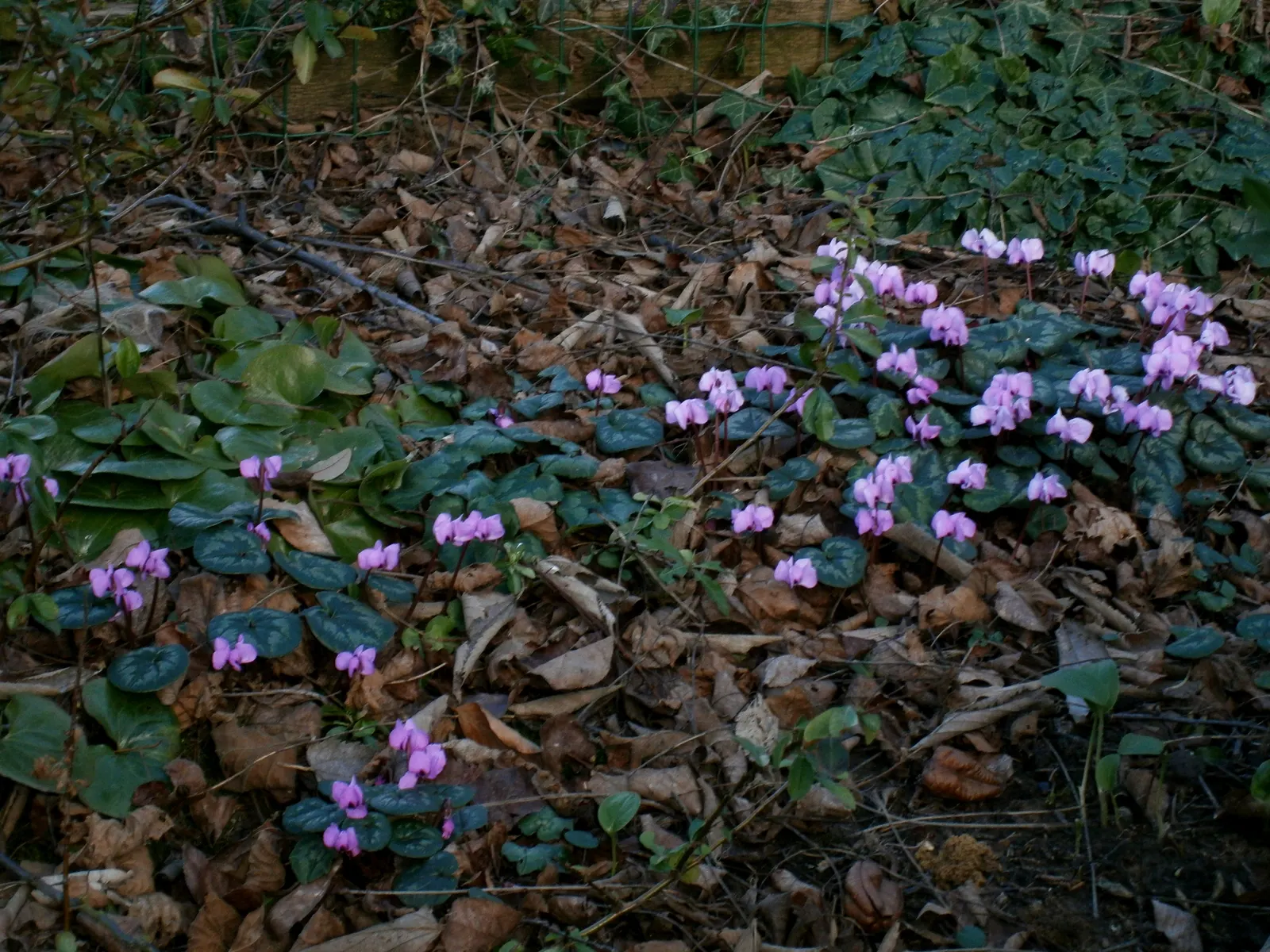 Hardy Cyclamen (Cyclamen Coum) — is a perennial gem renowned for its exceptional winter blooming ability; optimal placement would be under deciduous trees